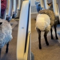 πρόβατο με πάνα σε τρένο