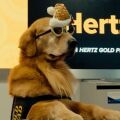 Σκύλοι στη θέση των ηρεμιστικών: Golden Retrievers μειώνουν το άγχος των ταξιδιωτών σε αεροδρόμιο 
