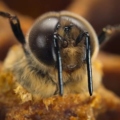 τρέιλερ για τη νέα σειρά «Secrets of the Bees», μελισσες