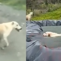 Απίστευτη διάσωση στο Ηράκλειο: Σκυλίτσα ζήτησε βοήθεια για το κουτάβι της