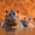 Ιπποπόταμοι 