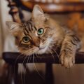 Οικόσιτη γάτα
