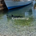 Κόρινθος: Καρχαρίας εντοπίστηκε στα Λουτρά Ωραίας Ελένης κοντά στην ακτή - Βίντεο