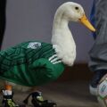 Μουντιάλ 2026: Η πάπια Μέρλιν από το Μεξικό έγινε παγκόσμιο φαινόμενο στα social media, κερδίζοντας μέχρι και το ενδιαφέρον της FIFA για διαφημιστικό σποτ.