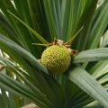 Το pandan είναι το νέο matcha; Το φυτό που κατακτά καφέ και γλυκά
