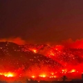 Πυρκαγιές στην Καλαβρία: Εμπρηστές έδεναν υφάσματα σε γάτες και τις έβαζαν φωτιά