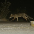 «Δεν πλησιάζουμε, δεν ταΐζουμε, δεν ενοχλούμε»: Αλεπούδες εντοπίστηκαν στις εγκαταστάσεις του ΟΑΚΑ