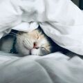 Κοιμάσαι με τον σκύλο ή τη γάτα σου; Τι λένε οι ειδικοί