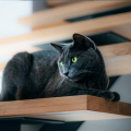Catification: Η νέα τάση που βάζει τις γάτες στο επίκεντρο του design