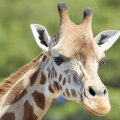 giraffe-attack23423.jpg