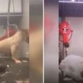 Βόλος: Νέο βίντεο δείχνει την pet groomer να τραβάει σκυλάκι από τις τρίχες του προσώπου του