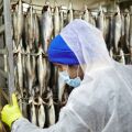 Υπεραλίευση: Το σκουμπρί στον ΒΑ Ατλαντικό εξαντλείται - Σταθερή μείωση των πληθυσμών - Ειδικοί προτείνουν βιώσιμες επιλογές κατανάλωσης.