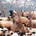 ΕΕΕΔΕΕ: Πάνω από 423.000 ζώα έχουν θανατωθεί από τον Αύγουστο του 2024 λόγω της ευλογιάς προβάτων στην Ελλάδα - Έχουν καταγραφεί 1.754 κρούσματα σε εκτροφές