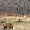 Ξύπνησαν οι αρκούδες στο Νυμφαίο και το έριξαν στο παιχνίδι - Δείτε το βίντεο με τον Πατρίκ και τη Λουίζα 