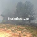 Κορινθία: Φωτιά σε πευκοδάσος στο Ζευγολατιό – Μεγάλη κινητοποίηση της Πυροσβεστικής