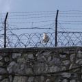 Κάγκελα και συρματοπλέγματα φυλακών