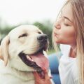 Οι σκύλοι δεν χαμογελούν πάντα από ευτυχία - Ειδικοί εξηγούν πώς η ανατομία και το πλαίσιο καθορίζουν αν ένα «χαμόγελο» σημαίνει χαρά ή άγχος.