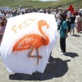 Διαδηλωτές στην Αλβανία κρατούν πανό με ένα φλαμίνγκο