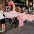 Αλβανία: Η Επανάσταση των Φλαμίνγκο