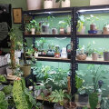 «My tropical plant» στη Θεσσαλονίκη