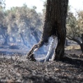 Κορμός δέντρου που καπνίζει μετά από φωτιά