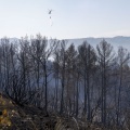 Καμένα δέντρα σε δάσος της Ισπανίας
