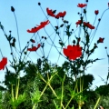 «Κρυφός Κήπος / Secret Garden»: Η φωτογραφική έκθεση της Ένης Κούκουλα στην Άνδρο