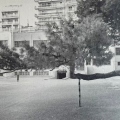 Τάσος Ζαφειριάδης Δίκην μνημοσύνου για το στραβό δέντρο στο 41ο Δημοτικό Σχολείο