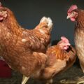 Η εντατική εκτροφή κοτόπουλων επιταχύνει την εξάπλωση του καμπυλοβακτηριδίου και αυξάνει την αντοχή του στα αντιβιοτικά, δείχνει μελέτη.