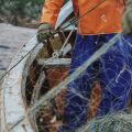 Θεσσαλονίκη: Κατασχέθηκαν 336 κιλά σαρδέλες και ένας ξιφίας στην ιχθυόσκαλα Νέας Μηχανιώνας λόγω έλλειψης ιχνηλασιμότητας - Πρόστιμο στον έμπορο
