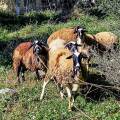 Πρόβατα έξω από στάνη κτηνοτρόφου