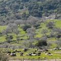 Αιγοπρόβατα σε πλαγιά στη Λέσβο