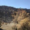 Καμένες εκτάσεις μετά την πυρκαγιά