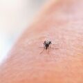 Στην Αττική τo 70% των κρουσμάτων του ιού του Δυτικού Νείλου και 10 θάνατοι