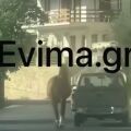 Εύβοια: Οδηγός έδεσε άλογο στην καρότσα και το έσερνε στον δρόμο με το αγροτικό