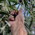 Χέρι παραγωγού σε κλαδί ελιάς
