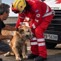 Ελληνικός Ερυθρός Σταυρός: Όταν  το κατοικίδιό σου κινδυνεύει, ξέρεις τι να κάνεις;  