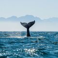 Wild Weekend στο Εθνικό Μουσείο Φυσικής Ιστορίας Γουλανδρή: Γνωρίστε από κοντά τα άγρια ζώα της Ελλάδας