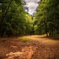 To Rebirth του Μελαχρινού Βελέντζα στο Δρυοδάσος της Φολόης