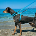Bailu dog accessory
