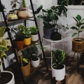 Houseplants