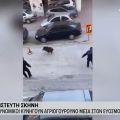 Εύοσμος: Αστυνομικοί κυνηγούν αγριογούρουνο για να το απομακρύνουν από την πόλη