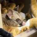 possum__1_