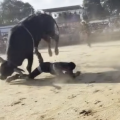 rodeo