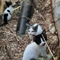 gatakia