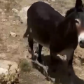 Γαϊδουράκι με δεμένα πόδια κάτω από τον ήλιο σε χωράφι στη Μύκονο