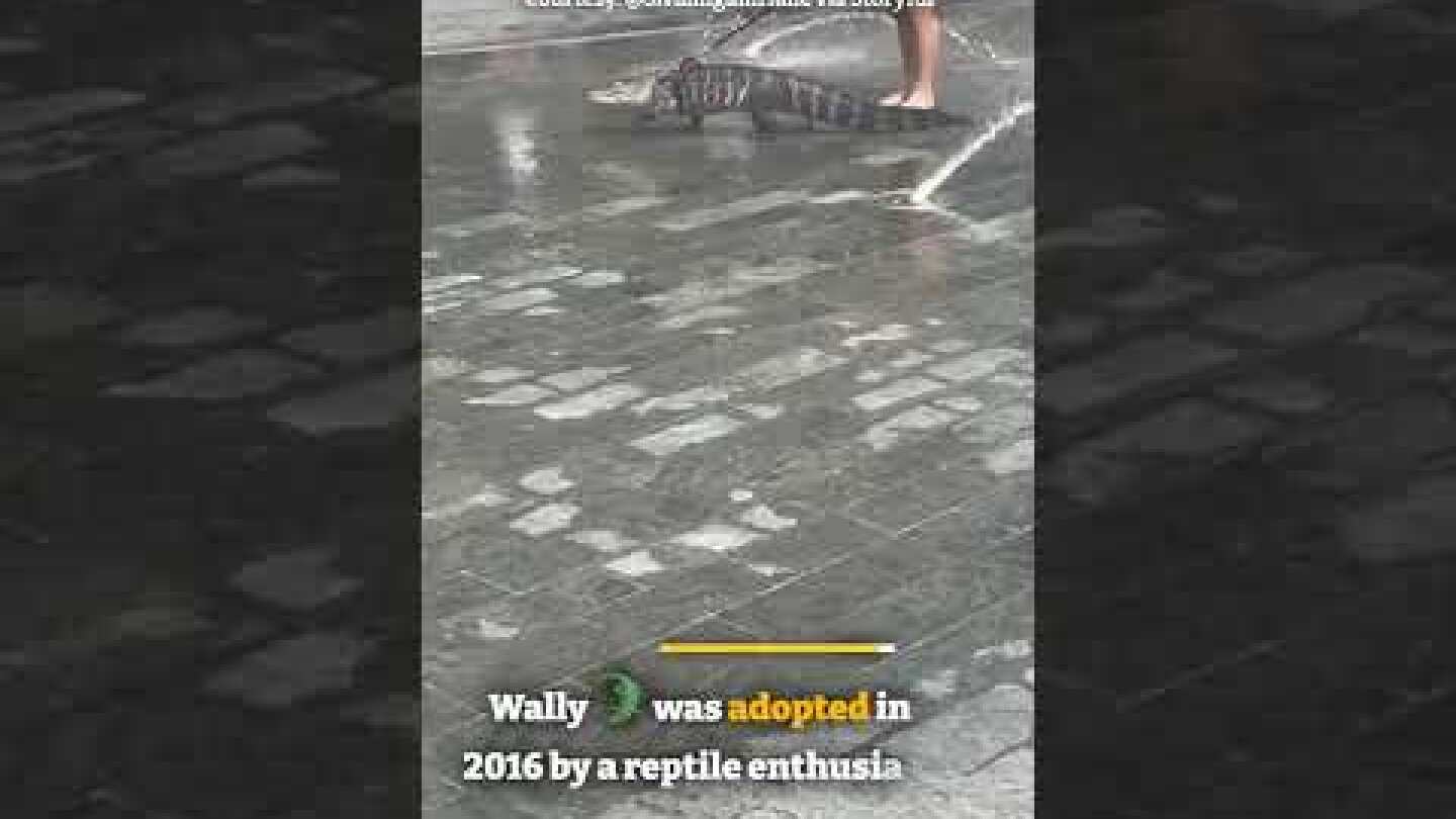 Alligator on a leash surprises park-goers in Philadelphia