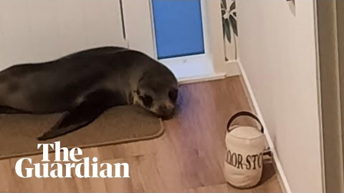 Baby fur seal breaks into New Zealand home