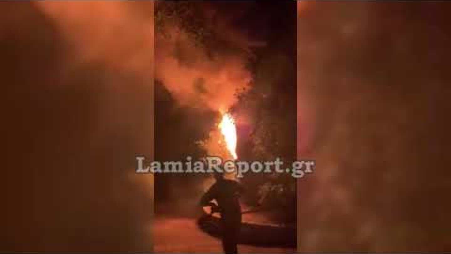 LamiaReport.gr: Φωτιά για "πλάκα" σε πλάτανο 180 ετών