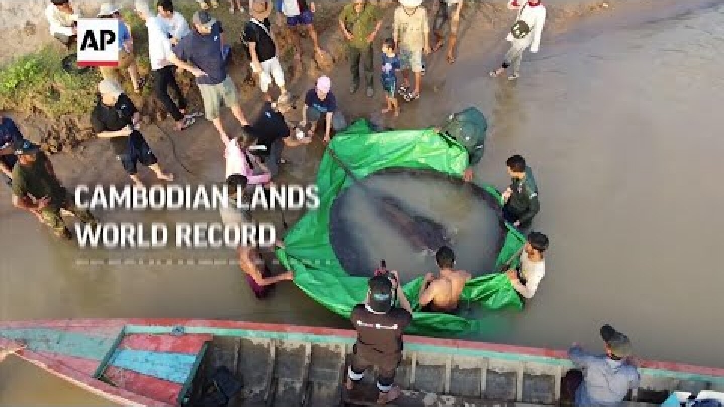Cambodian lands world record freshwater catch